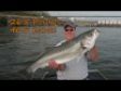 26.5 Pound Striper Caught & Released - Angler's best to date...