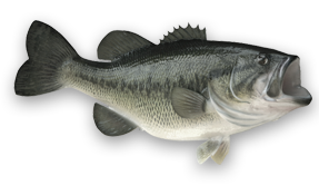 Fort Loudoun Lake Fishing