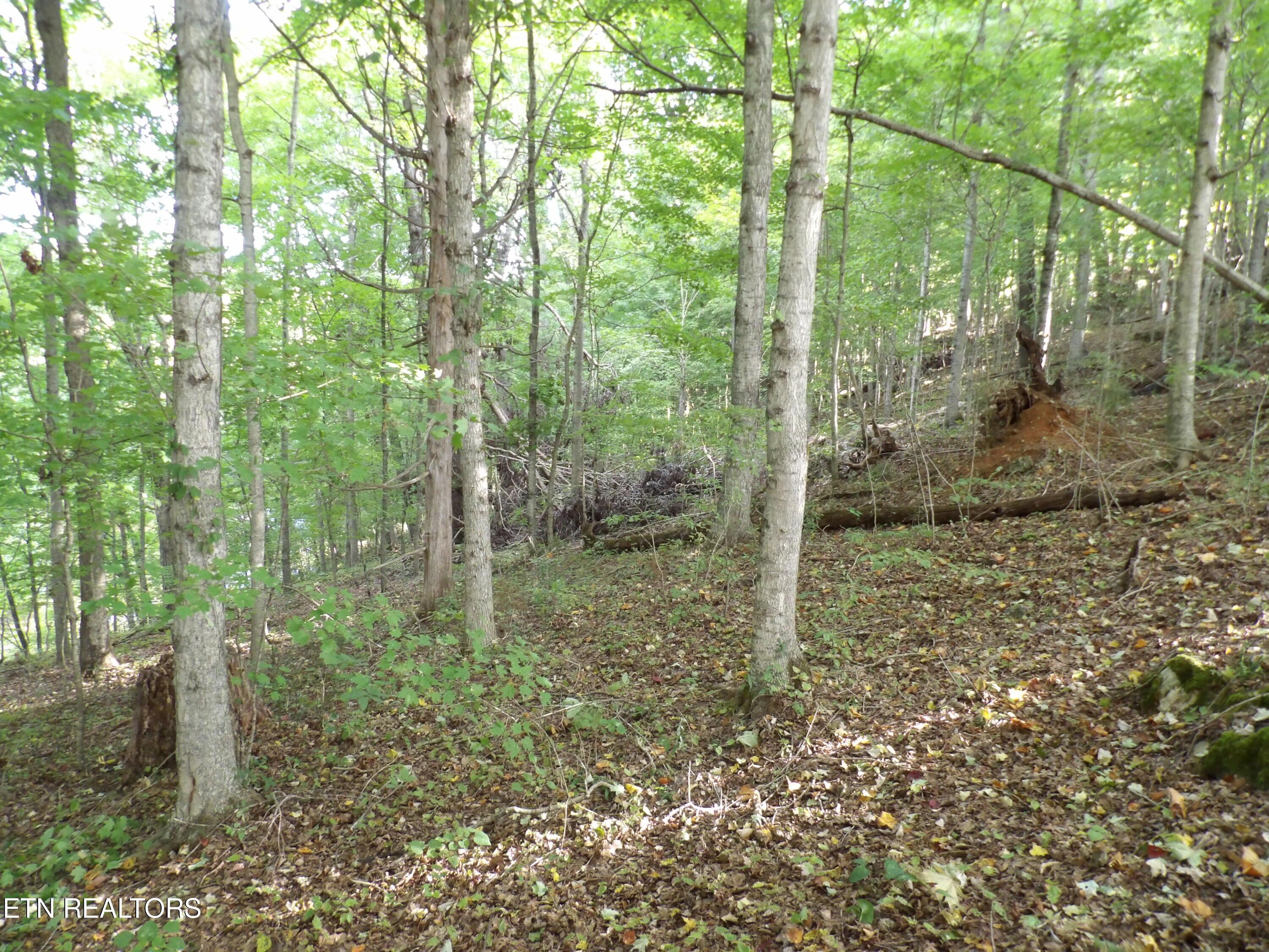 Bat Creek Shores Lane, Vonore, TN - Fort Loudoun and Tellico Lake Real Estate - Image# 8
