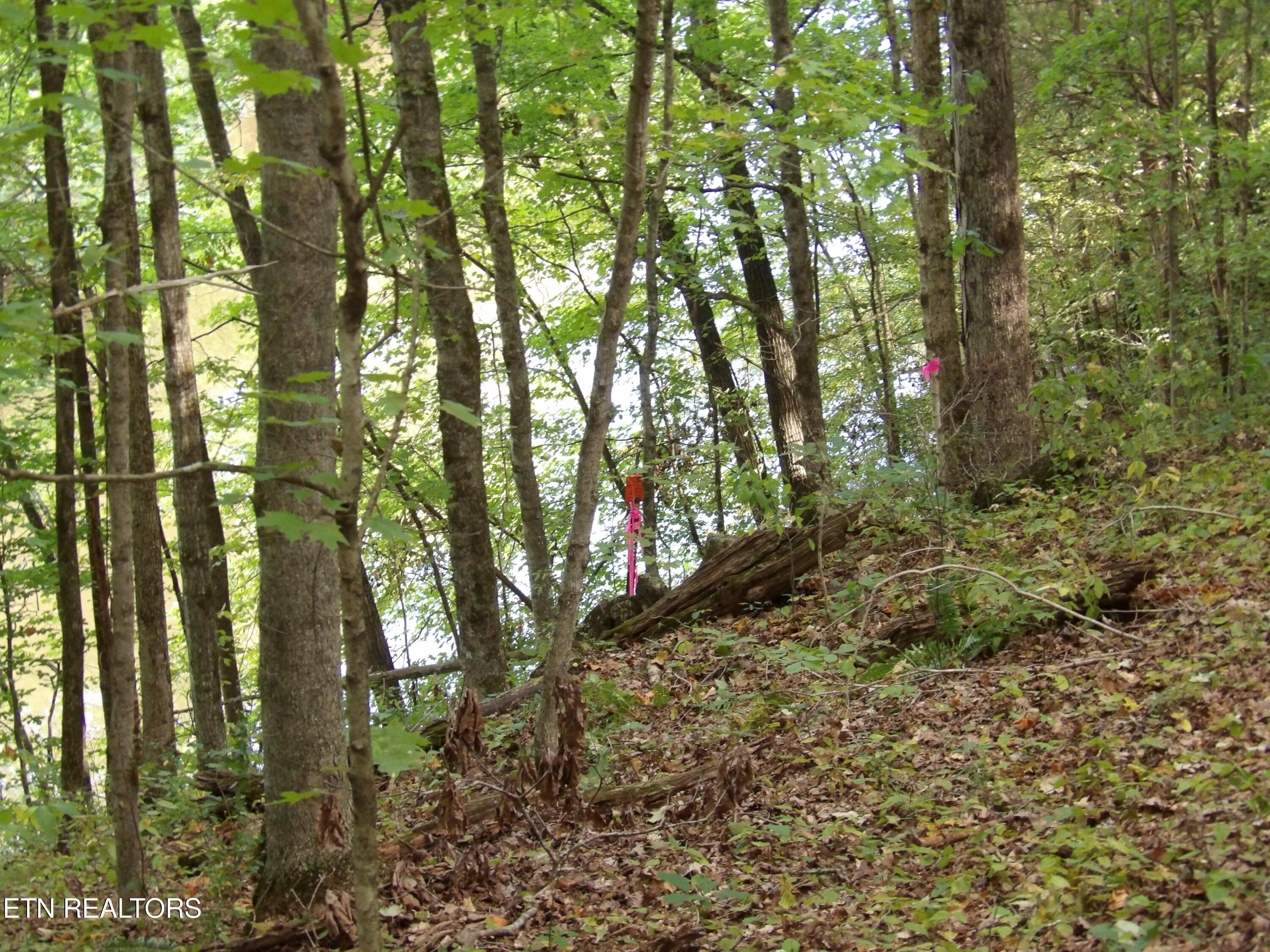 Bat Creek Shores Lane, Vonore, TN - Fort Loudoun and Tellico Lake Real Estate - Image# 11