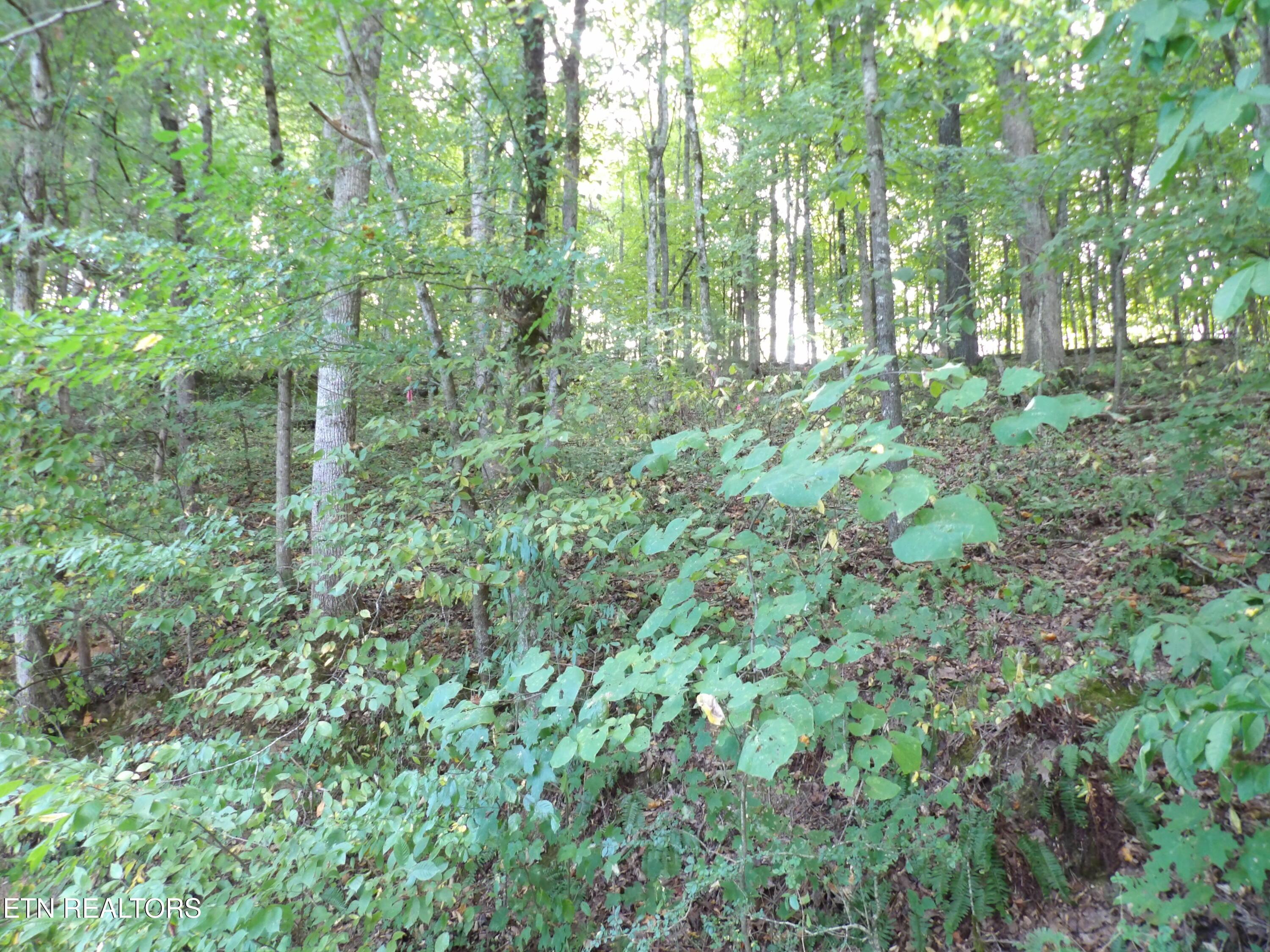 Bat Creek Shores Lane, Vonore, TN - Fort Loudoun and Tellico Lake Real Estate - Image# 15