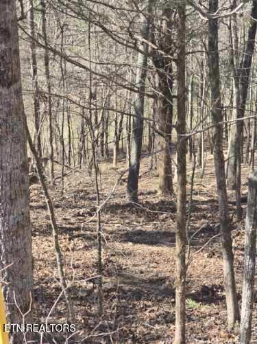 159 Bat Creek Shores Lane, Vonore, TN - Fort Loudoun and Tellico Lake Real Estate - Image# 19