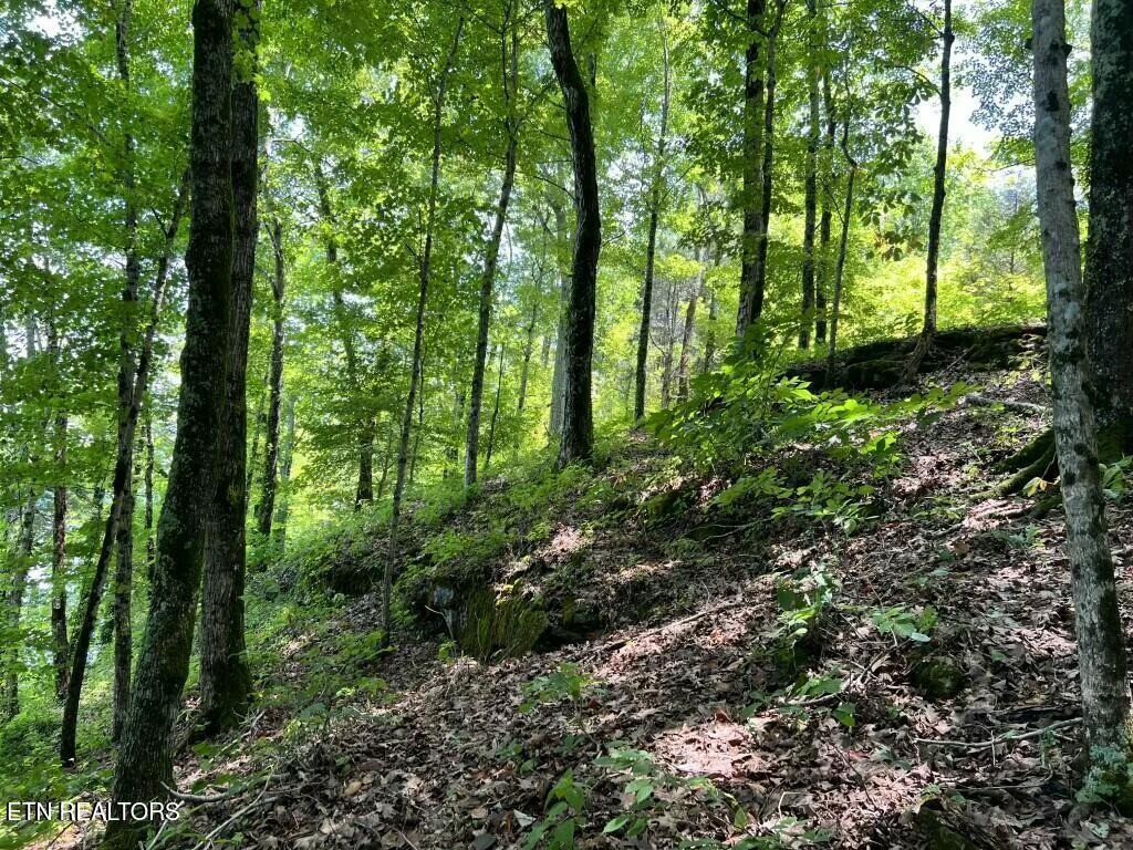 Donaldson Light Lane, Lenoir City, TN - Fort Loudoun and Tellico Lake Real Estate - Image# 7