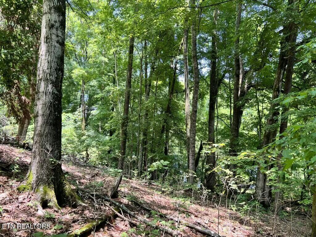 Donaldson Light Lane, Lenoir City, TN - Fort Loudoun and Tellico Lake Real Estate - Image# 8