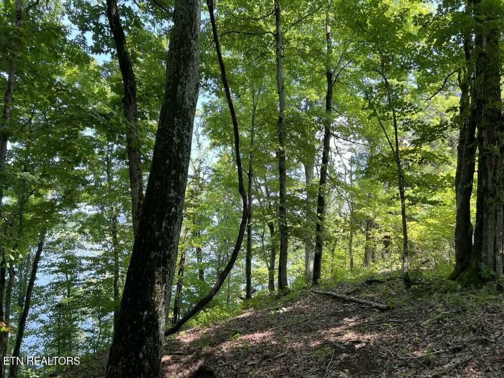 Donaldson Light Lane, Lenoir City, TN - Fort Loudoun and Tellico Lake Real Estate - Image# 10