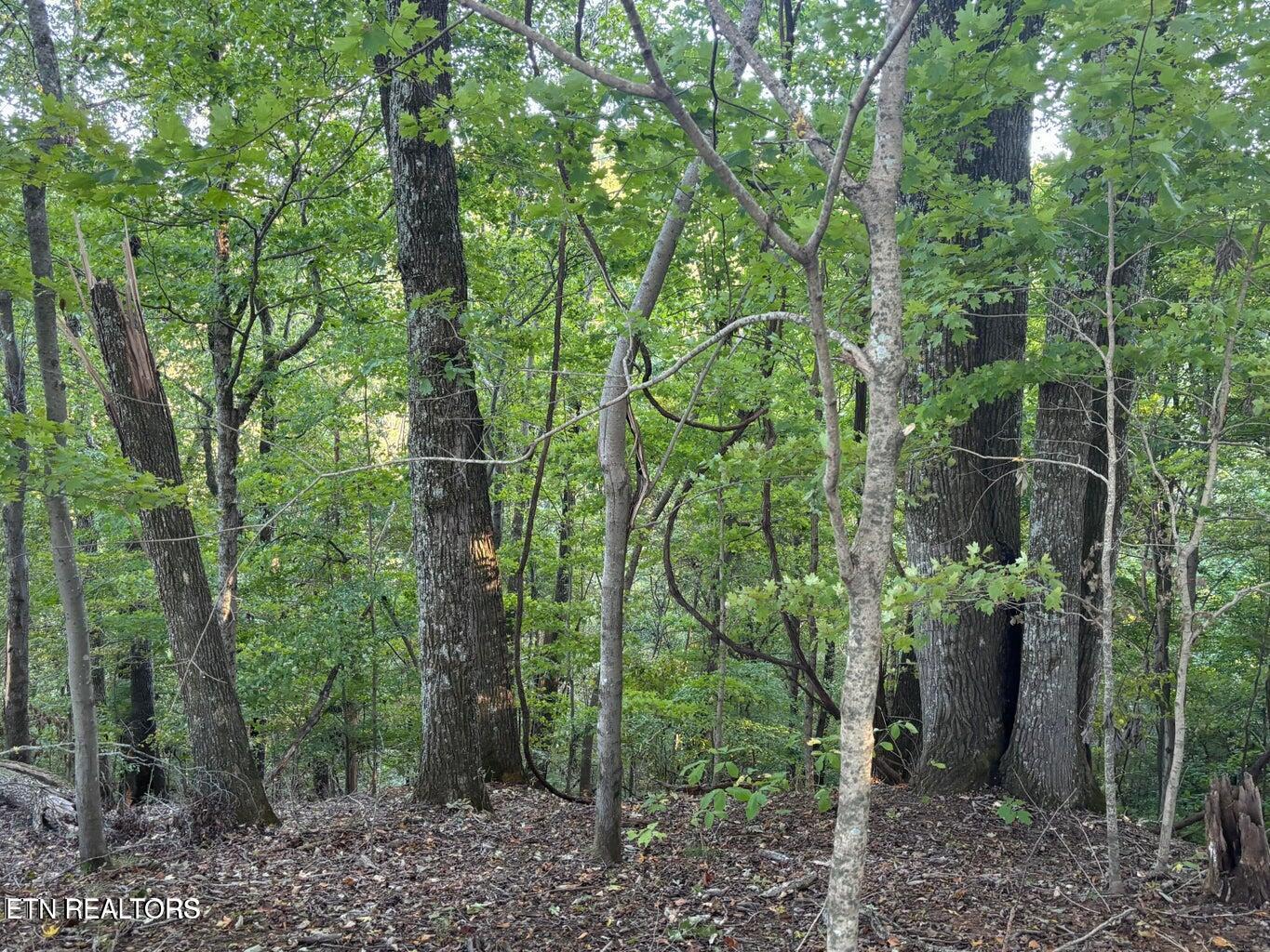 Fort Loudoun and Tellico Lake Real Estate - Image# 2