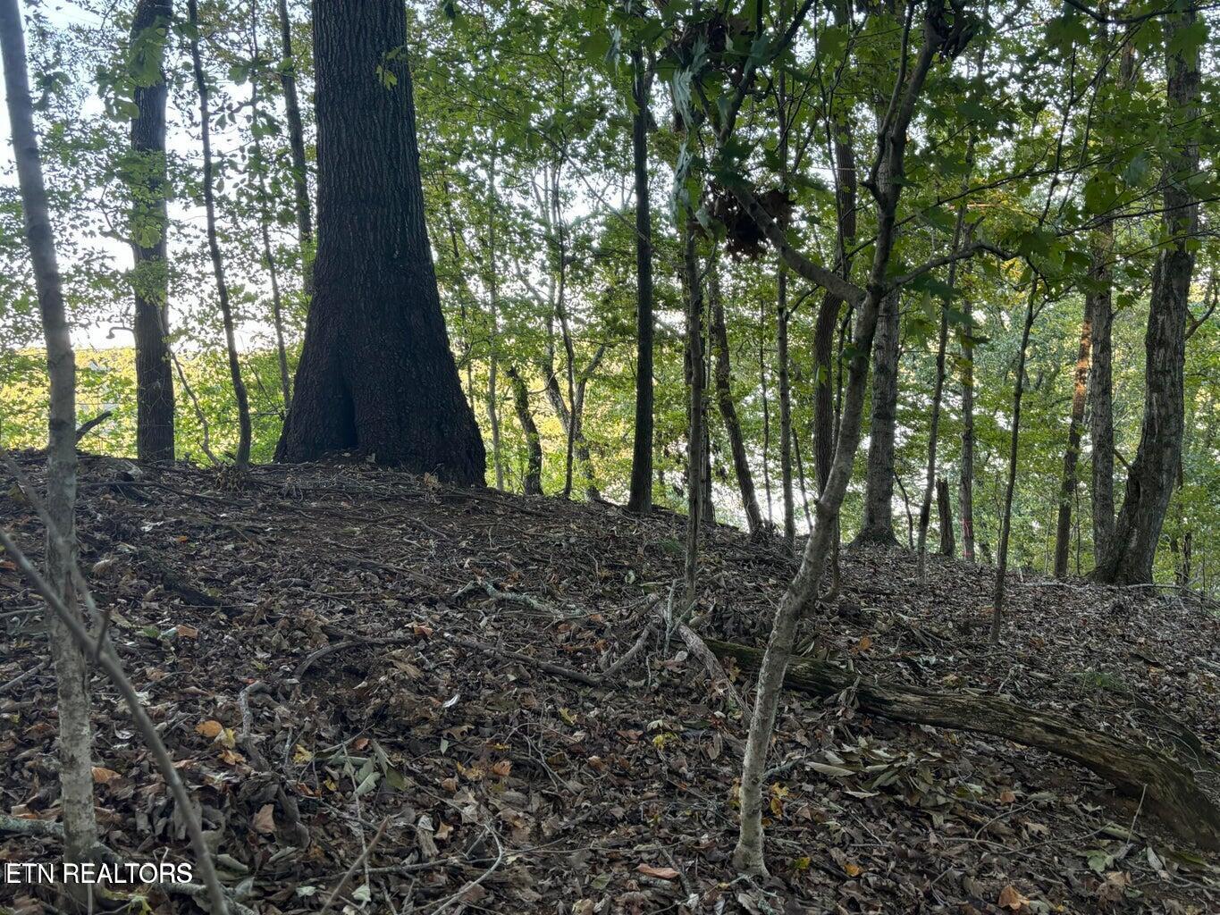 Fort Loudoun and Tellico Lake Real Estate - Image# 3
