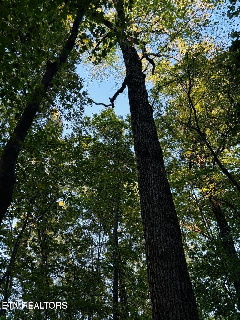 Fort Loudoun and Tellico Lake Real Estate - Image# 7