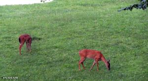 Fort Loudoun and Tellico Lake Real Estate - Image# 13