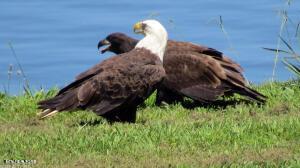Fort Loudoun and Tellico Lake Real Estate - Image# 12