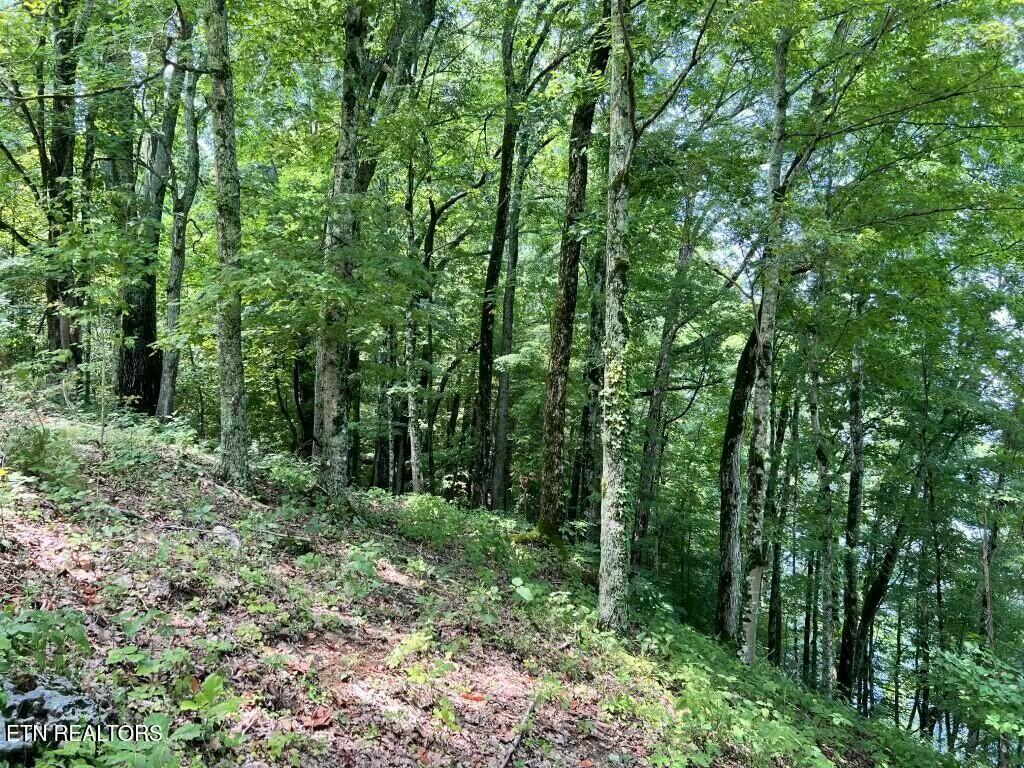 Fort Loudoun and Tellico Lake Real Estate - Image# 11
