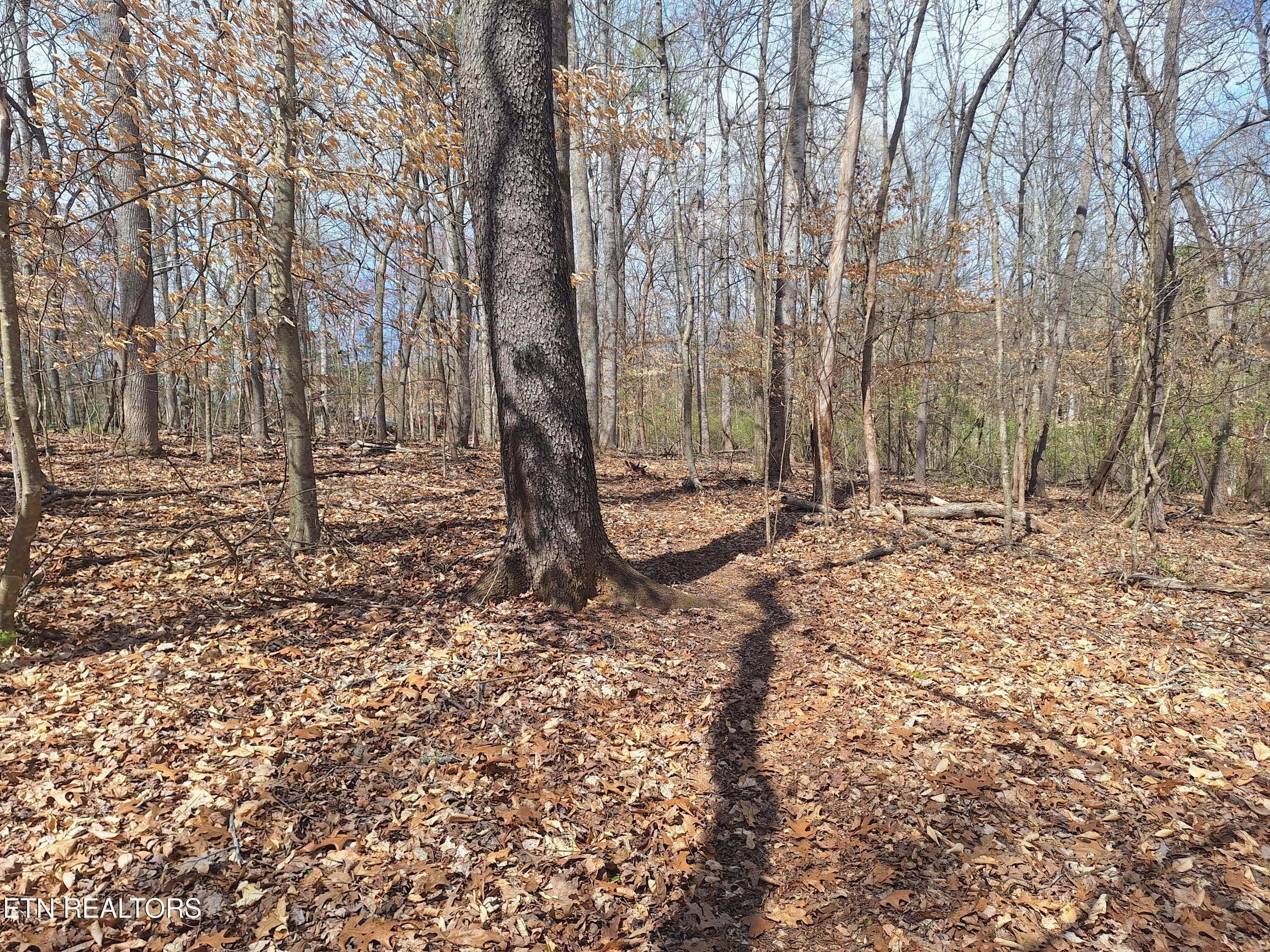 Fort Loudoun and Tellico Lake Real Estate - Image# 4