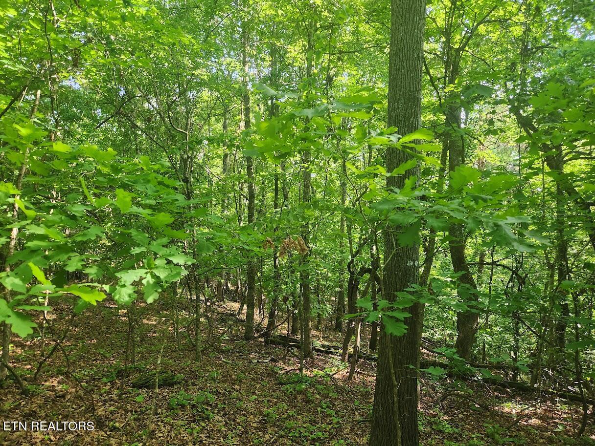 Fort Loudoun and Tellico Lake Real Estate - Image# 8