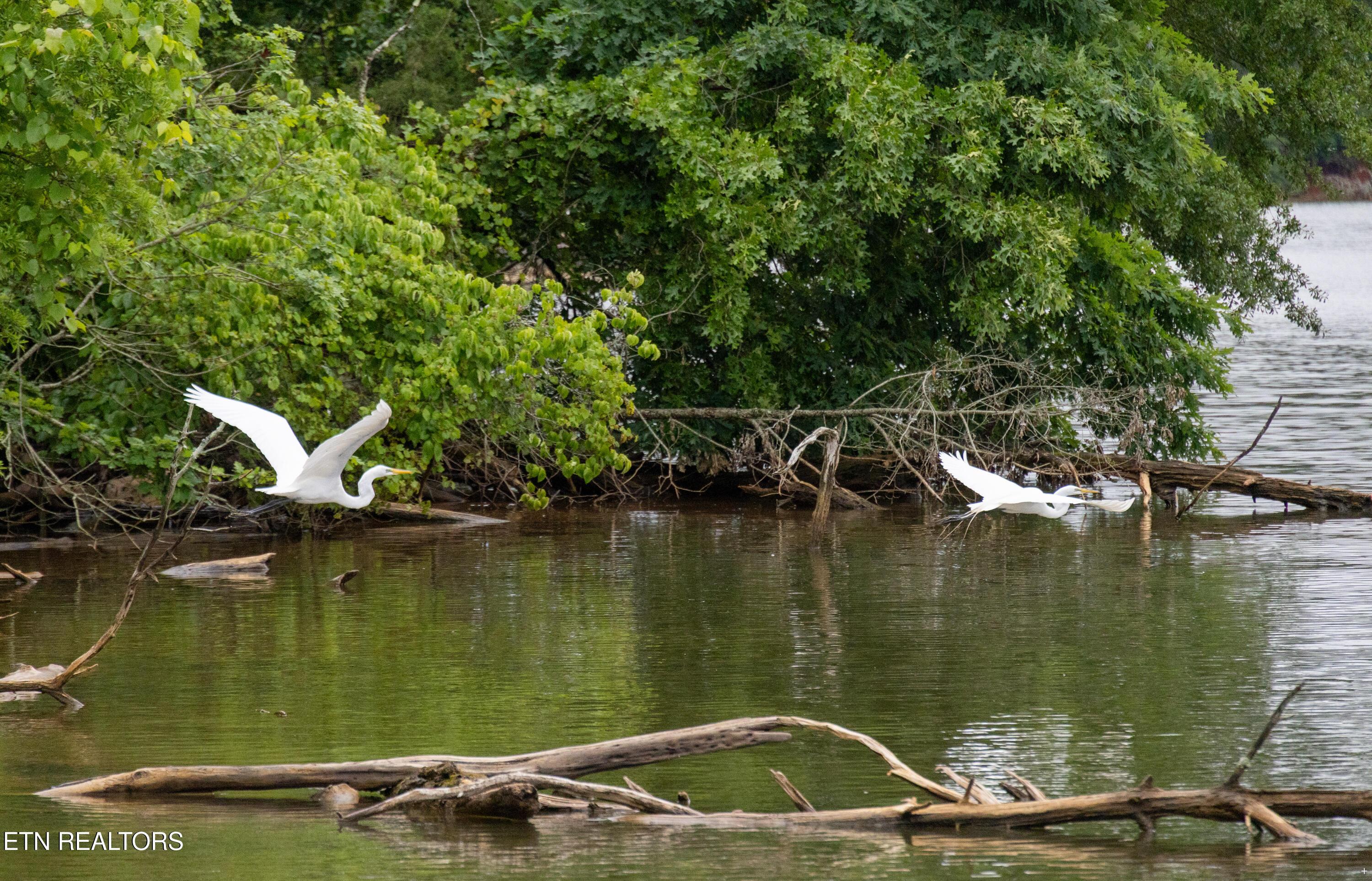 Fort Loudoun and Tellico Lake Real Estate - Image# 35