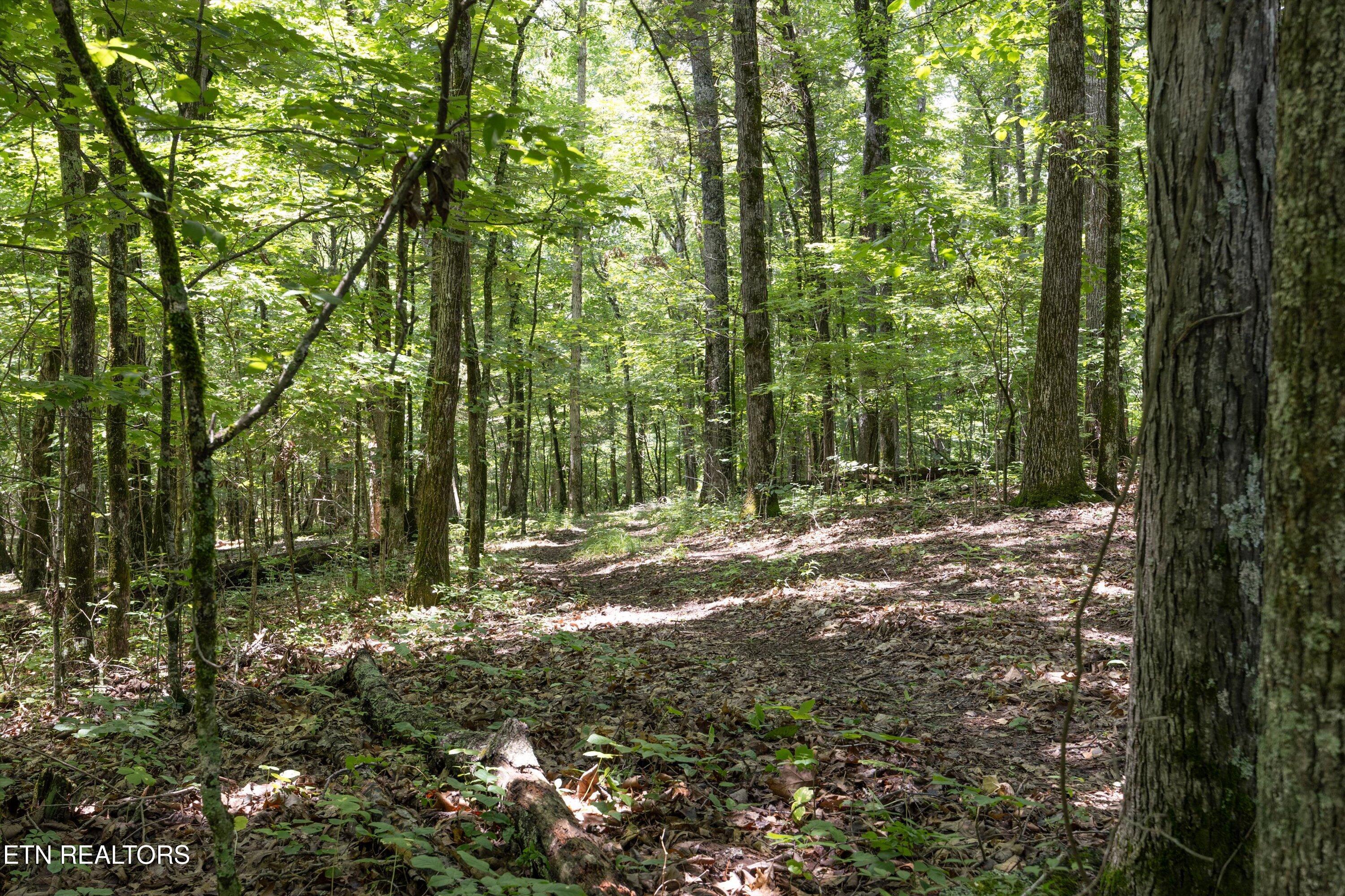 Quarry Rd, Friendsville, TN - Fort Loudoun and Tellico Lake Real Estate - Image# 19