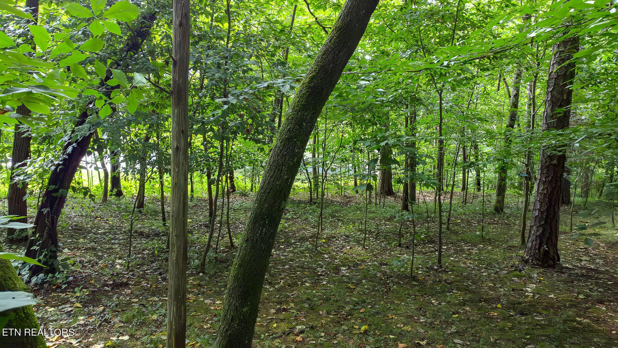 Fort Loudoun and Tellico Lake Real Estate - Image# 2
