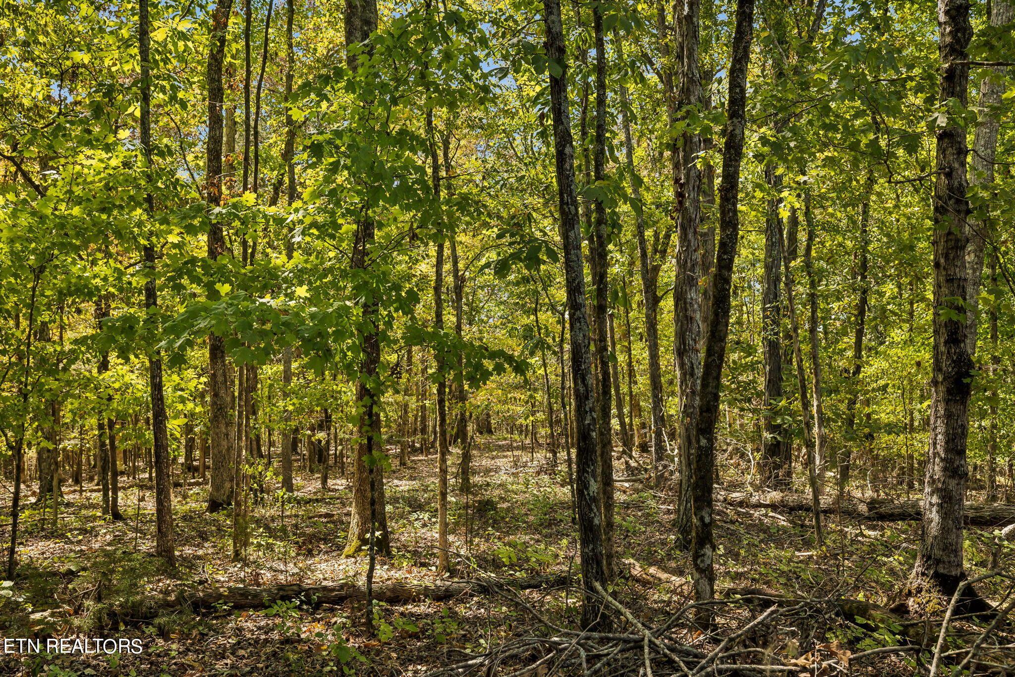 Fort Loudoun and Tellico Lake Real Estate - Image# 31