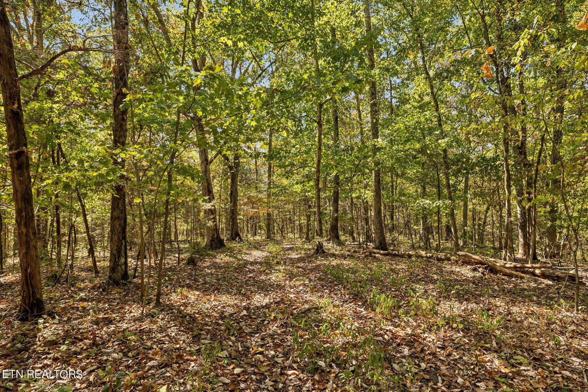 Fort Loudoun and Tellico Lake Real Estate - Image# 32