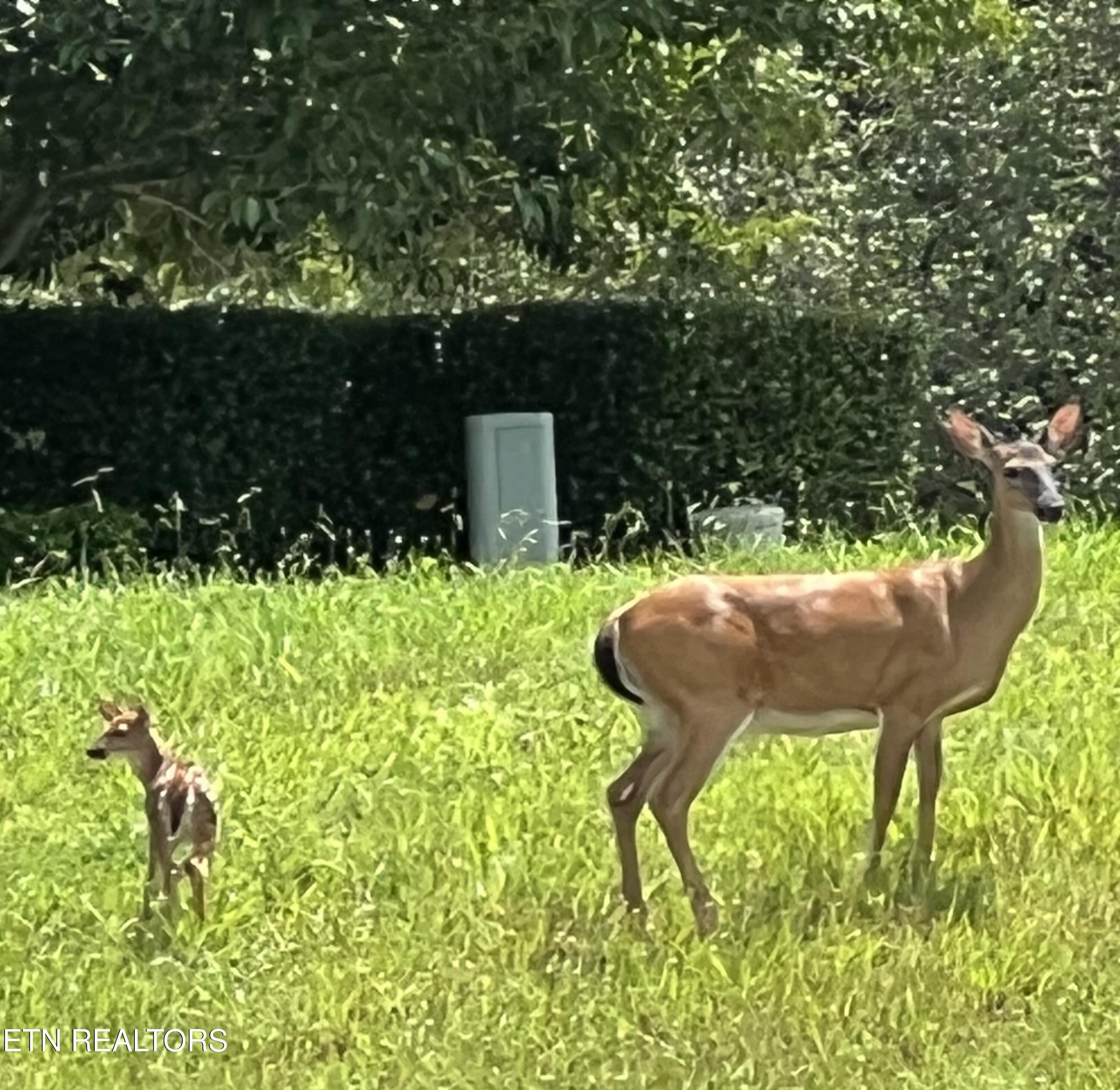 Fort Loudoun and Tellico Lake Real Estate - Image# 5