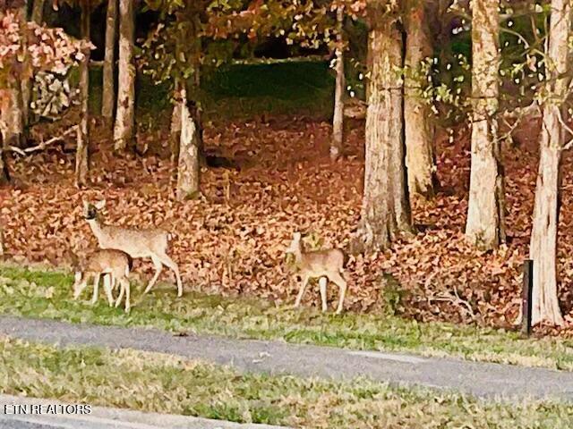 Fort Loudoun and Tellico Lake Real Estate - Image# 7