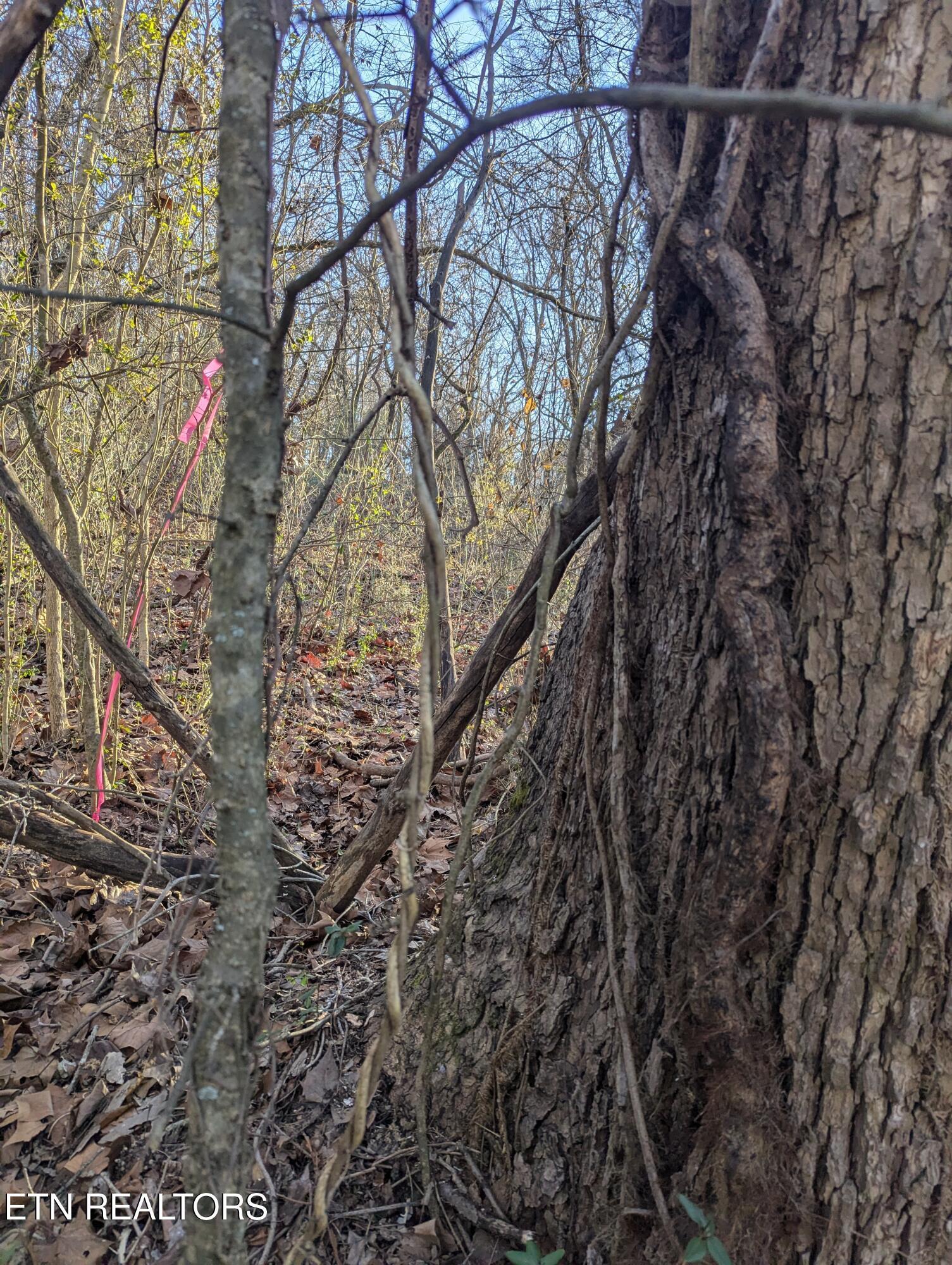 261 Ootsima Way, Loudon, TN - Fort Loudoun and Tellico Lake Real Estate - Image# 6